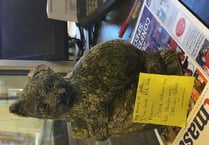 Prankster is leading folk astray