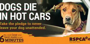 Don’t let dogs die in cars warning – RSPCA