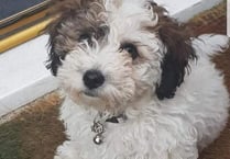 Family's horror as puppy savaged by Rottweiler at Frensham Little Pond