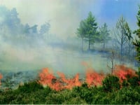 Firefighters stretched as grass fires rise 300 per cent