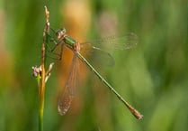 Reserve officially recognised as dragonflies hotspot