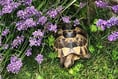 £50 reward for finder of much-loved family tortoise