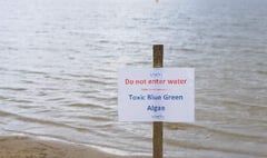 Blue-green algae returns to Frensham Great Pond