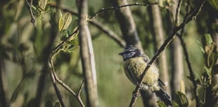 Councils must declare 'nature emergencies' to halt decline, says wildlife trust