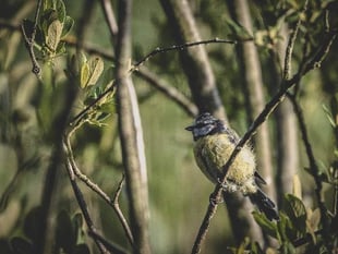 Councils must declare 'nature emergencies' to halt decline, says wildlife trust