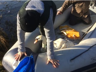 Swan returns to Waverley Abbey after crossbow attack