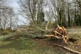 Chawton House launches emergency tree appeal