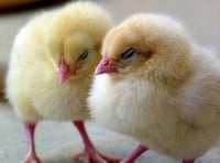 Thought of the Day: Let us celebrate Easter’s promise of new life