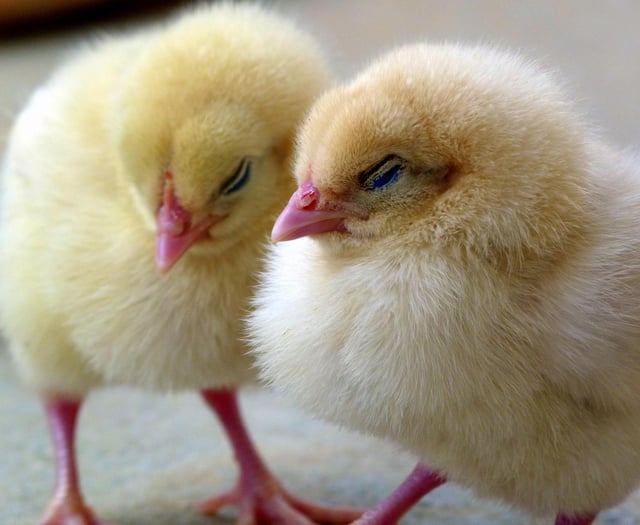 Thought of the Day: Let us celebrate Easter’s promise of new life