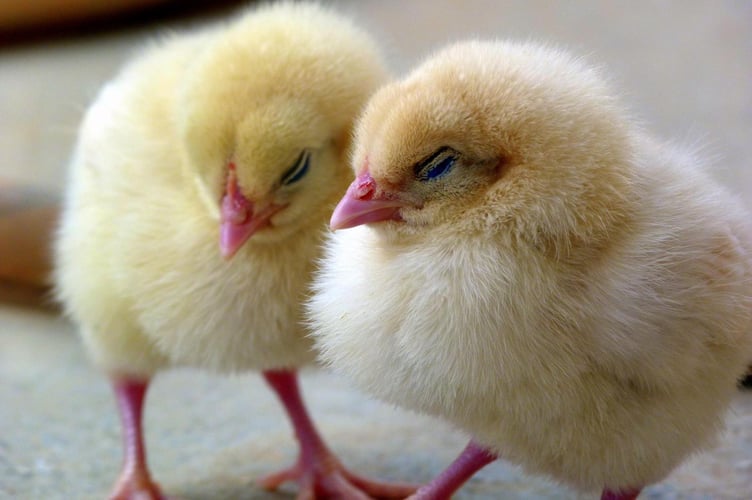 Easter Chick