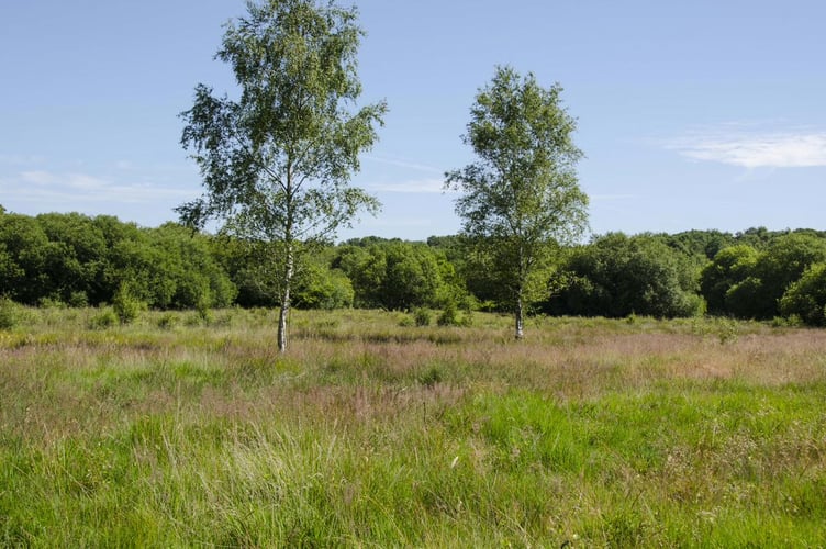 Conford Common.