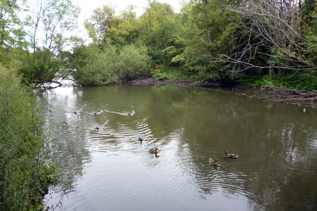 Council seeks to calm waters in heated pond debate 