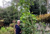 Liphook’s biggest sunflower is more than 12 feet tall! 