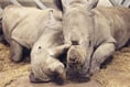 One of Marwell’s oldest residents Sula the white rhino dies aged 36