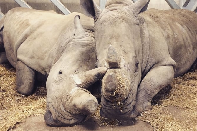 White rhinos Kiri and Sula both arrived at Marwell three months apart and the two females have been inseparable ever since
