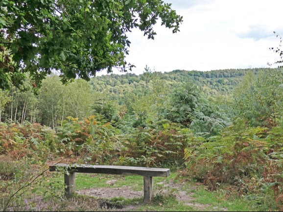 An overgrown area at the Devil’s Punch Bowl site