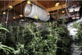 Cannabis farm family jailed for Christmas