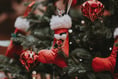 Christmas trees will be shredded in Haslemere this Saturday