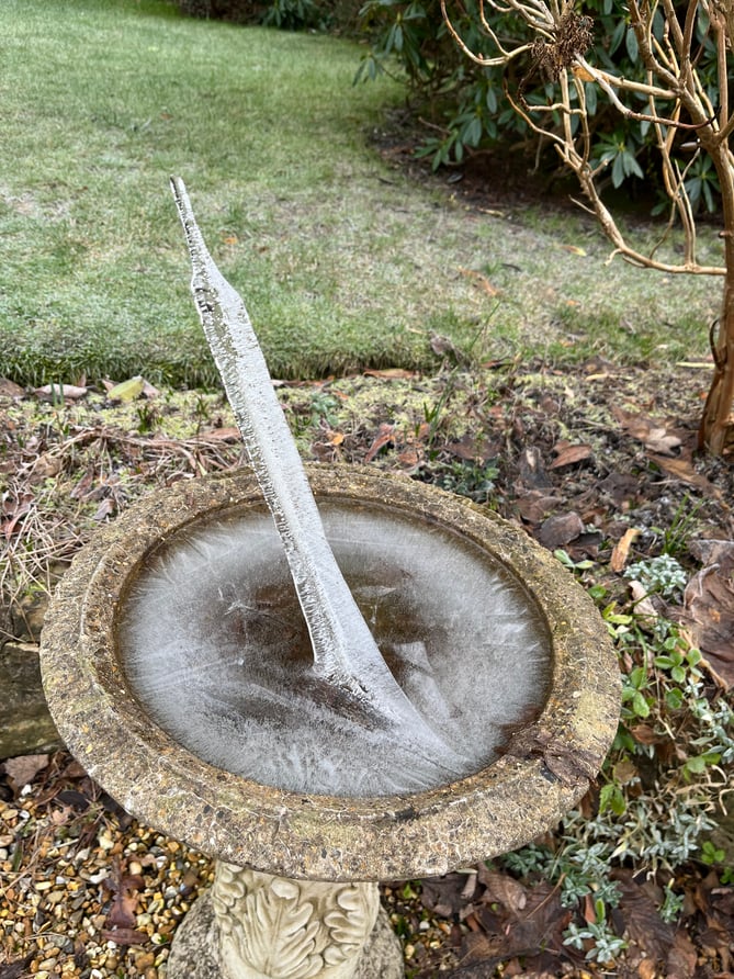 The ice spike captured in Tricia Sturgeon's garden