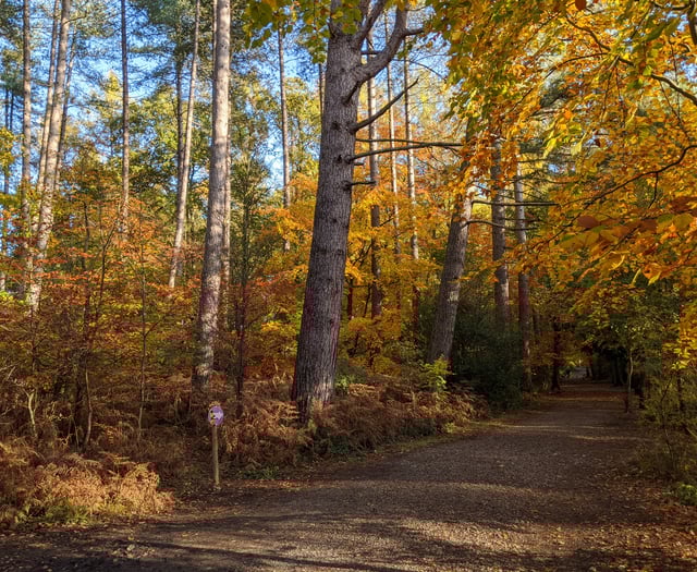 Peeps into the Past: Who was Alice of Alice Holt Forest?
