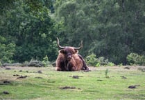 Ten winter walks under five miles to enjoy in Surrey and Hampshire