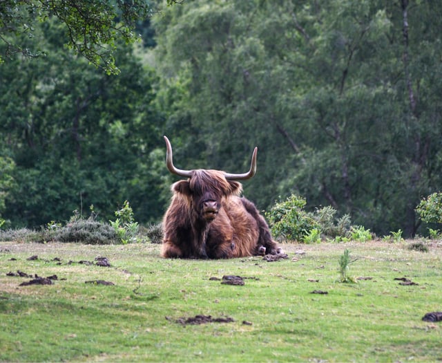 Trio rescued after searching for Highland cows on South Downs