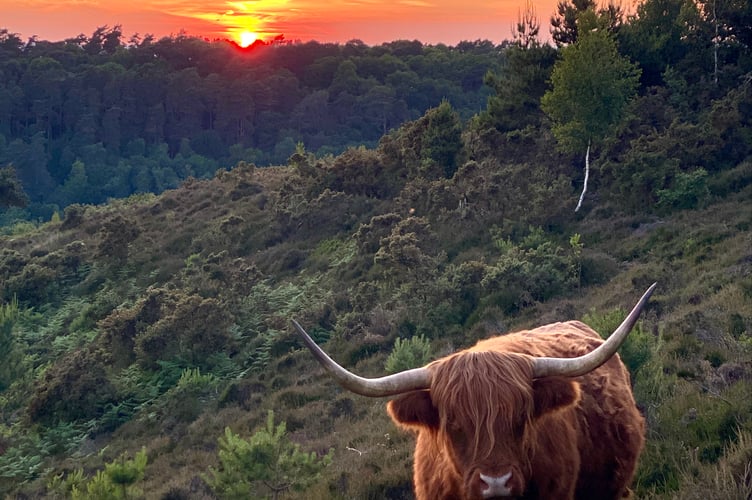 Clare Bent's 'Highland cow in a Punchbowl sunset' won first prize in the adult category of this year's Black Down and Hindhead photo competition. Judges said of her prize-winning snap: "A simple but very effective composition whose moving elements (the sun and the highland cow) were probably only in this configuration for a brief period of time, so well done to the photographer for capturing them. The image is in focus throughout and the exposure has retained detail in the highlights as well as the dark foliage of the valley. An unmistakeable location - maintained for us by the National Trust."