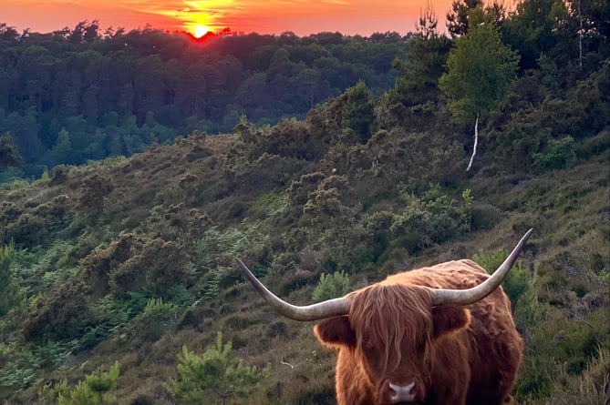 Clare Bent's 'Highland cow in a Punchbowl sunset' won first prize in the adult category of this year's Black Down and Hindhead photo competition. Judges said of her prize-winning snap: "A simple but very effective composition whose moving elements (the sun and the highland cow) were probably only in this configuration for a brief period of time, so well done to the photographer for capturing them. The image is in focus throughout and the exposure has retained detail in the highlights as well as the dark foliage of the valley. An unmistakeable location - maintained for us by the National Trust."