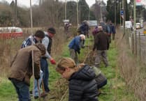 Hedge planted by volunteers at Will Hall Meadow in Alton