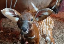 Video: Marwell's new baby bongo – are these the cutest floppy ears you've ever seen?