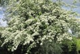 Opinion: A spring of glorious blossom beckons - but at a cost...