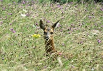 Vast herds of deer now roam the Hampshire/West Sussex borders