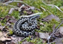 Heath Watch: Reptiles are waking up, so be careful where you – and your dog – step