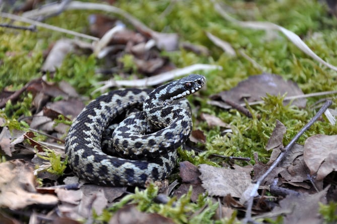 An adder in South Downs National Park