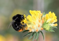 ‘We need to work harder and faster to help nature,’ says South Downs