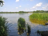 Water blow as algae means no swimming at Great Pond