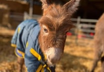 Reward of £10,000 to find missing donkey possibly spotted in Farnham