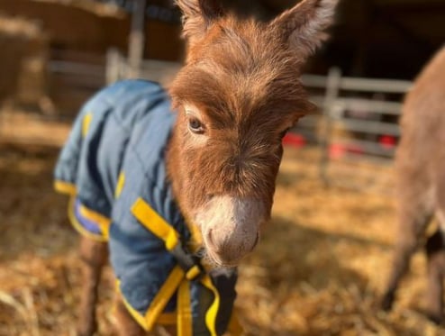 Missing donkey foal Moon, May 2023.