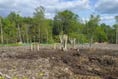More than 200 trees on Havant Thicket Reservoir site are replanted