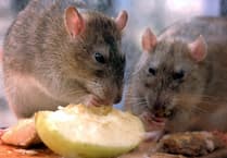 East Hampshire District Council dealt with hundreds of rodent infestations last year