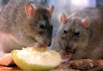 East Hampshire District Council dealt with hundreds of rodent infestations last year