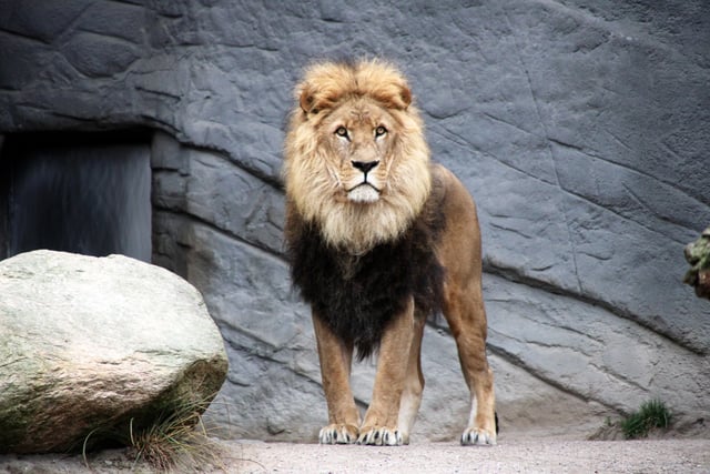 The time a lion on its way to Petersfield escaped at a London station