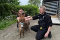 Two men arrested in connection with theft of little donkey Moon