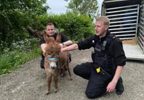 Missing donkey foal Moon is found and reunited with mum