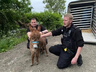 Missing donkey foal Moon is found and reunited with mum