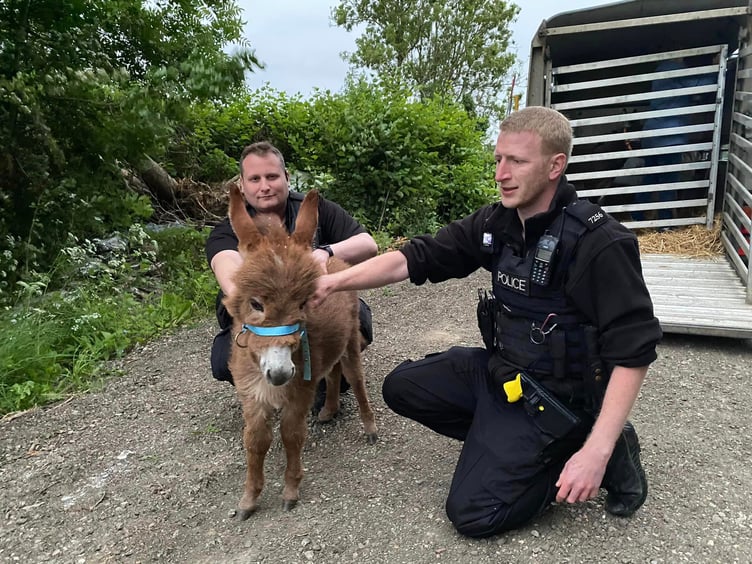 Little donkey Moon was recovered on Wednesday night after a police investigation, and returned home to Miller's Ark petting farm near Hook