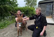 Two men arrested in connection with theft of little donkey Moon from petting farm