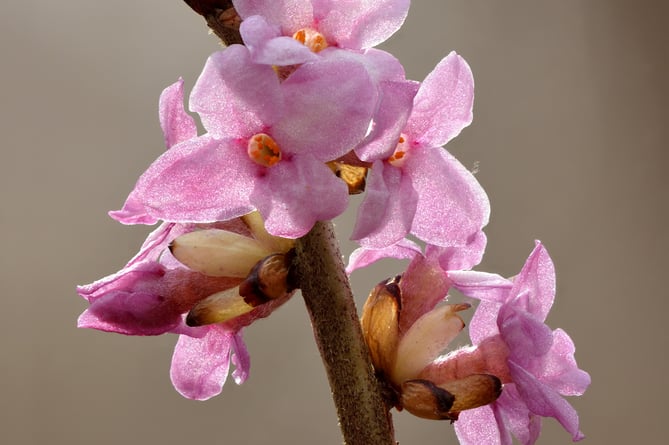 One of the rare plants recorded by Gilbert White - the 'mezereon' (Daphne mezereum)