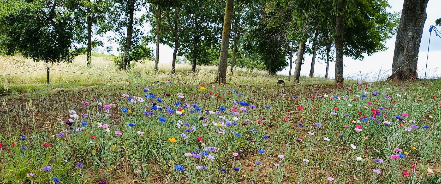 A wild meadow planted by Petersfield Golf Club near its 16th tee is bursting into life