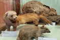 Walk on Haslemere's wild side at the museum this summer